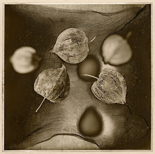 Pascal Bodin "Physalis" - Mordançage