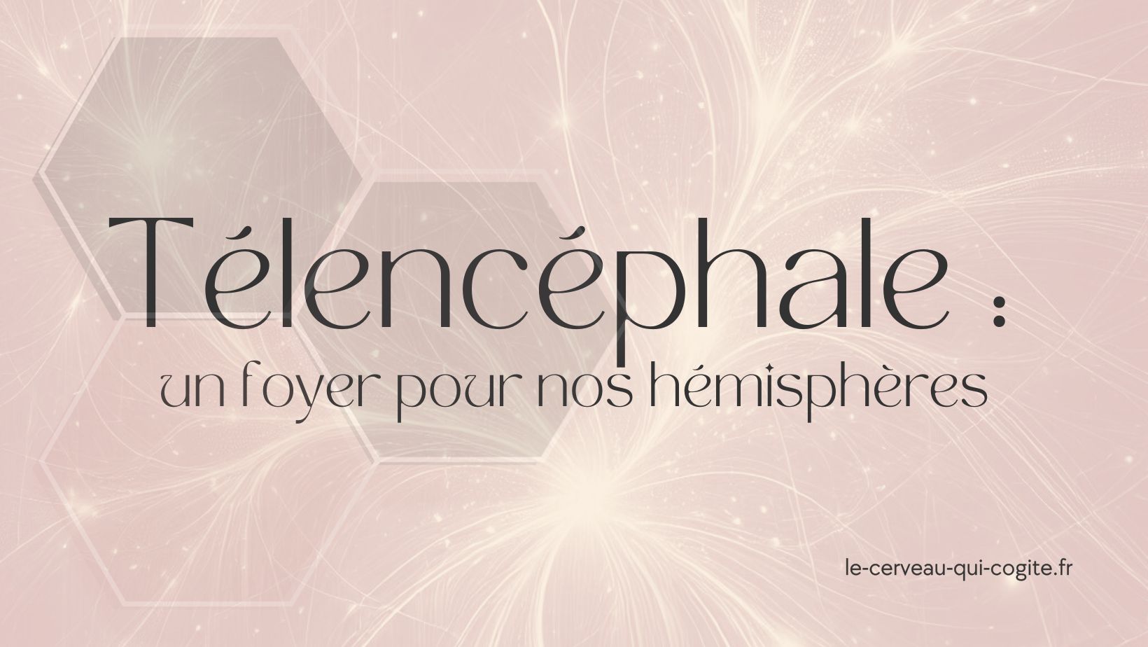 Le télencéphale : un foyer pour nos hémisphères
