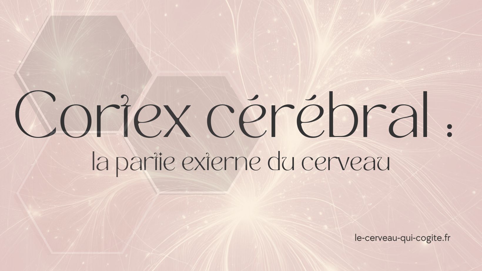 Cortex cérébral, la partie externe du cerveau
