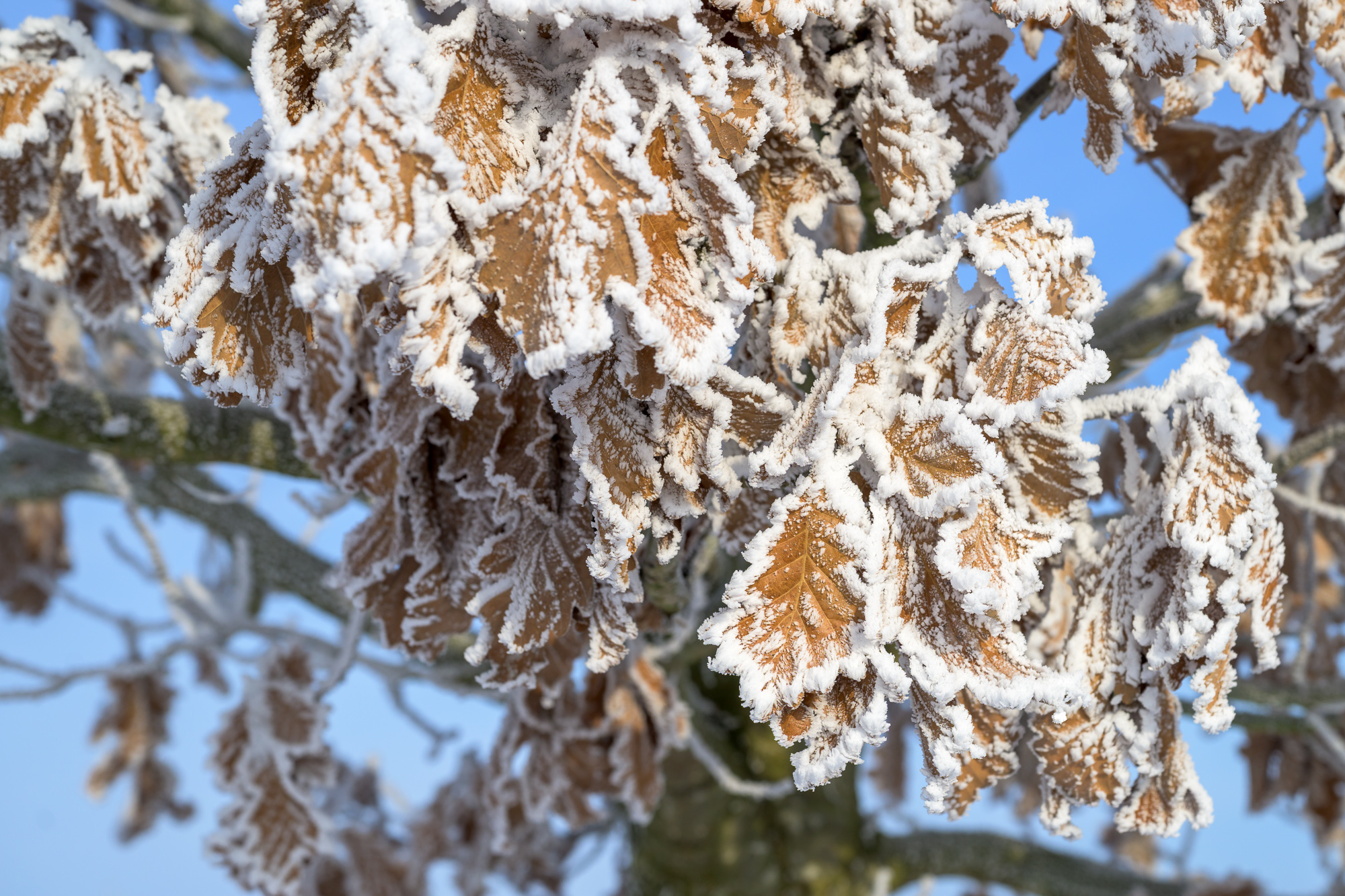 Winter auf dem Atelierhof