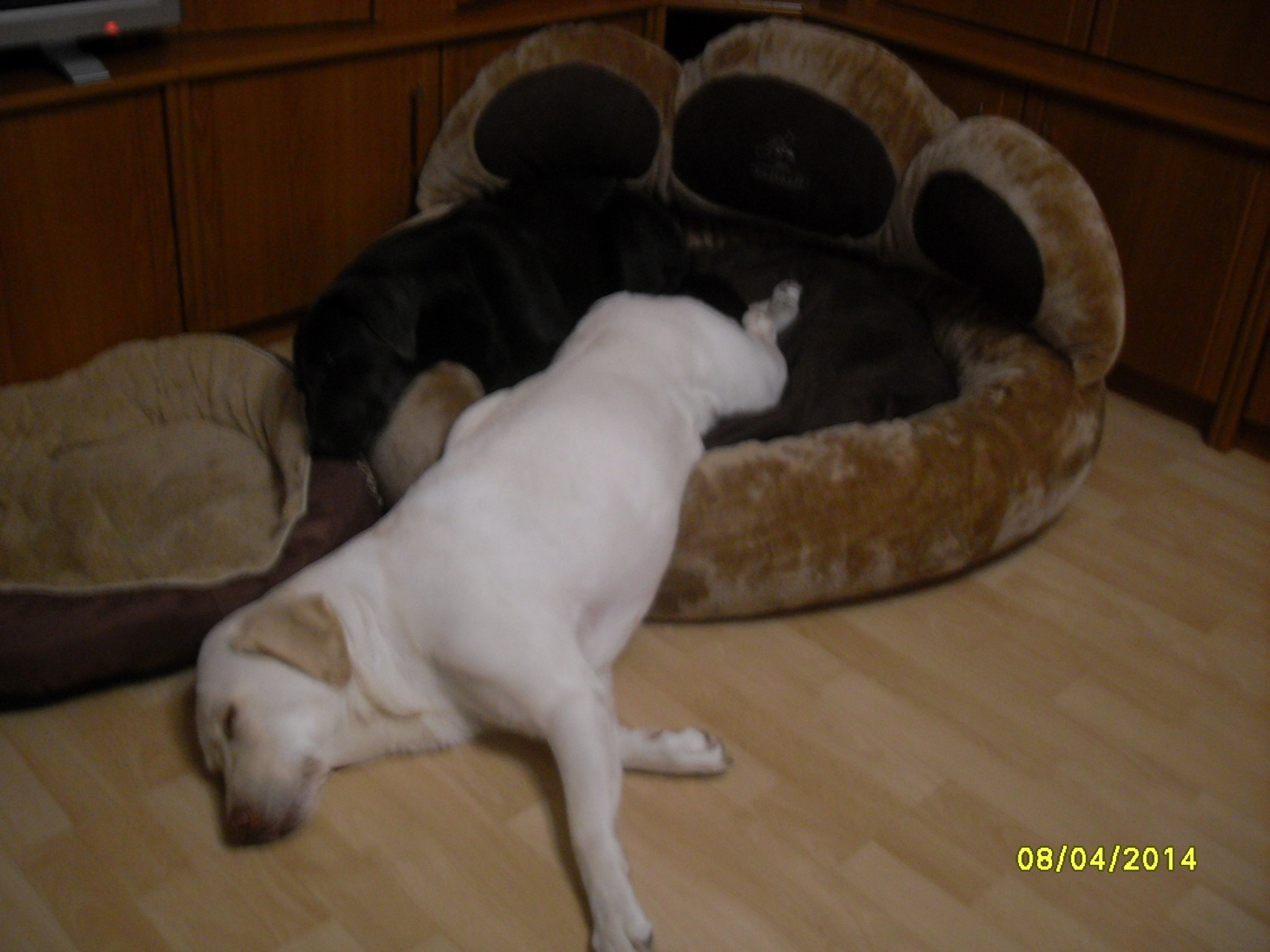 Jessie & Luna