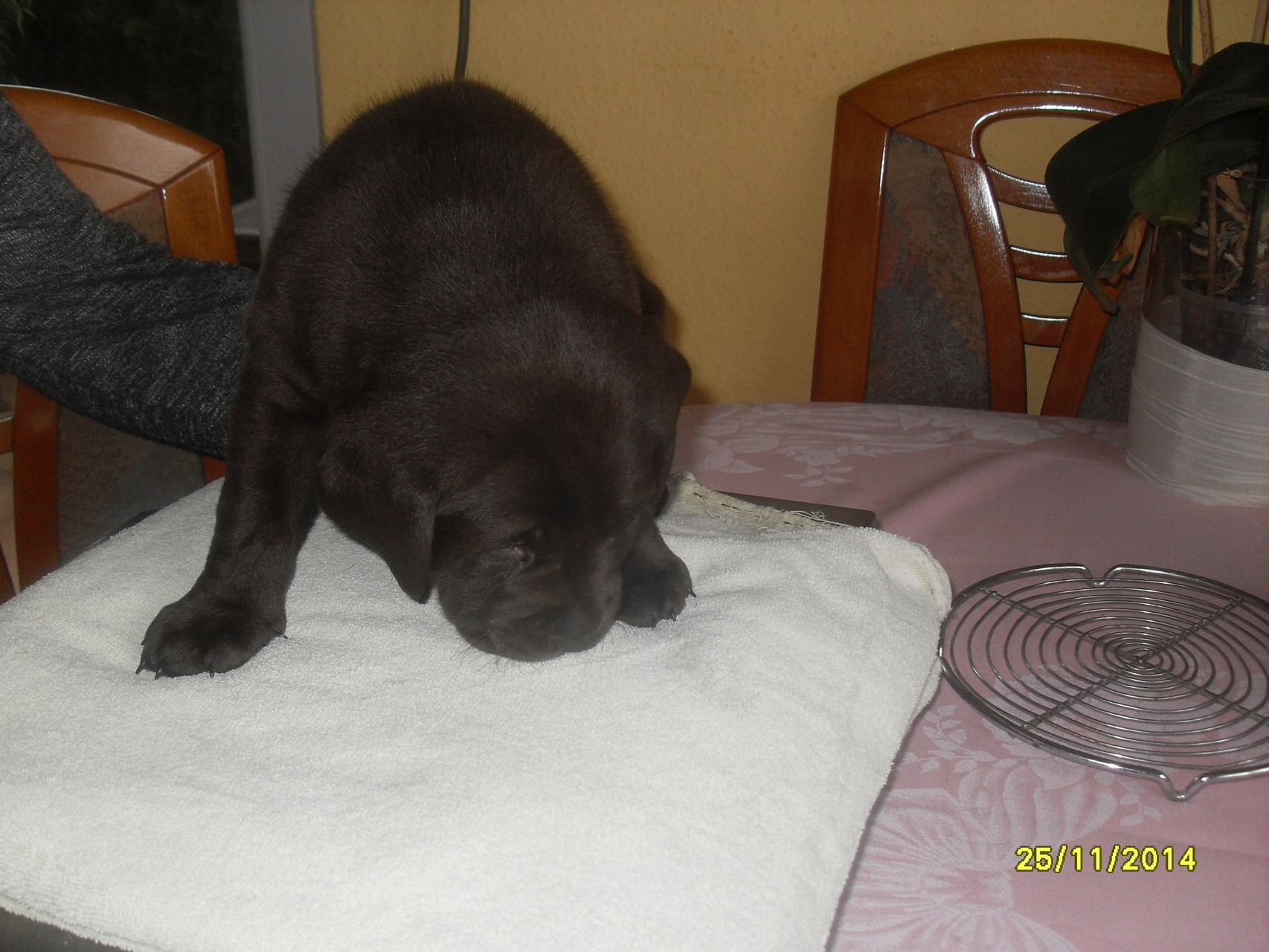Cadie