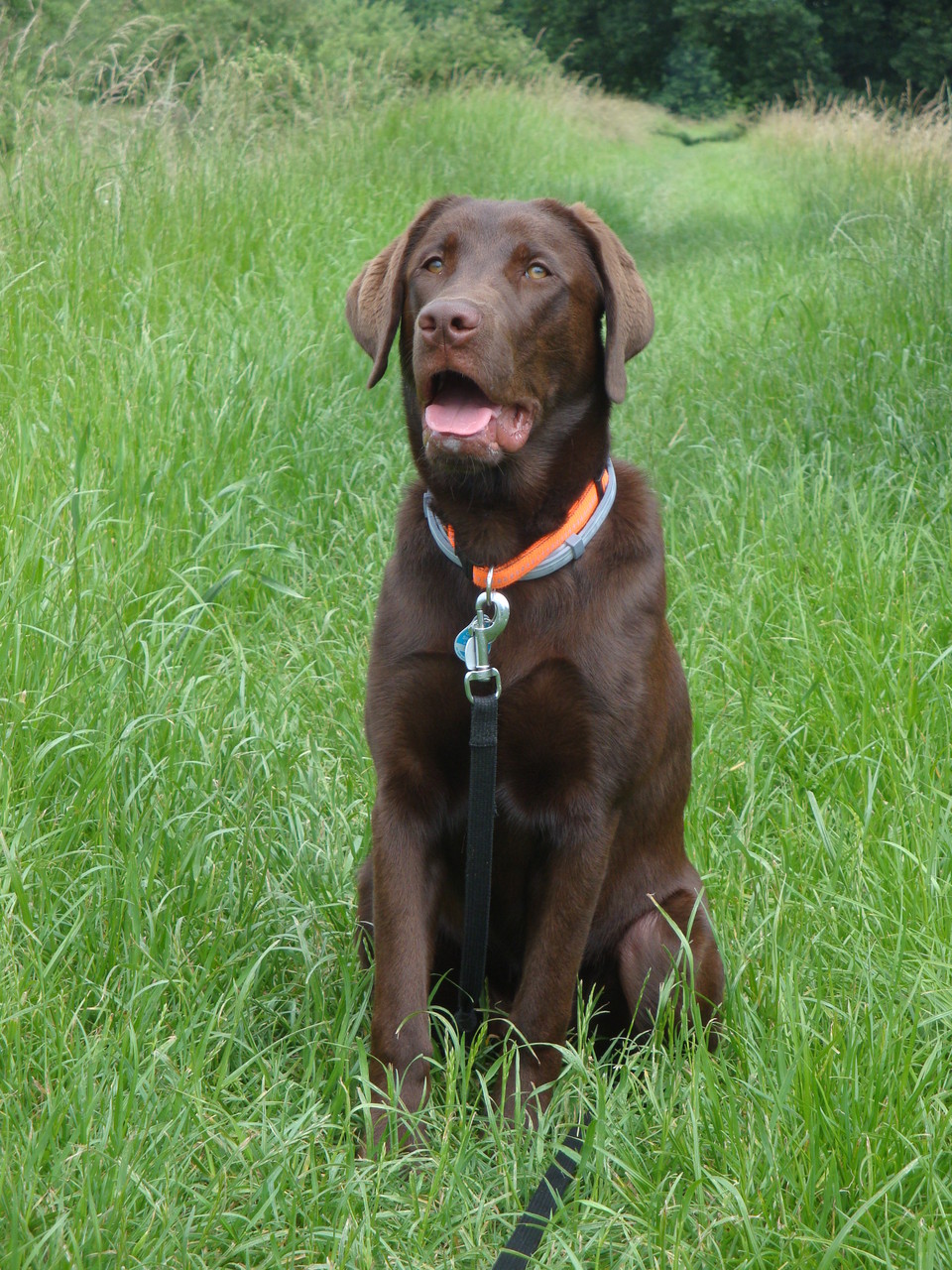 Murphy Juni 2014