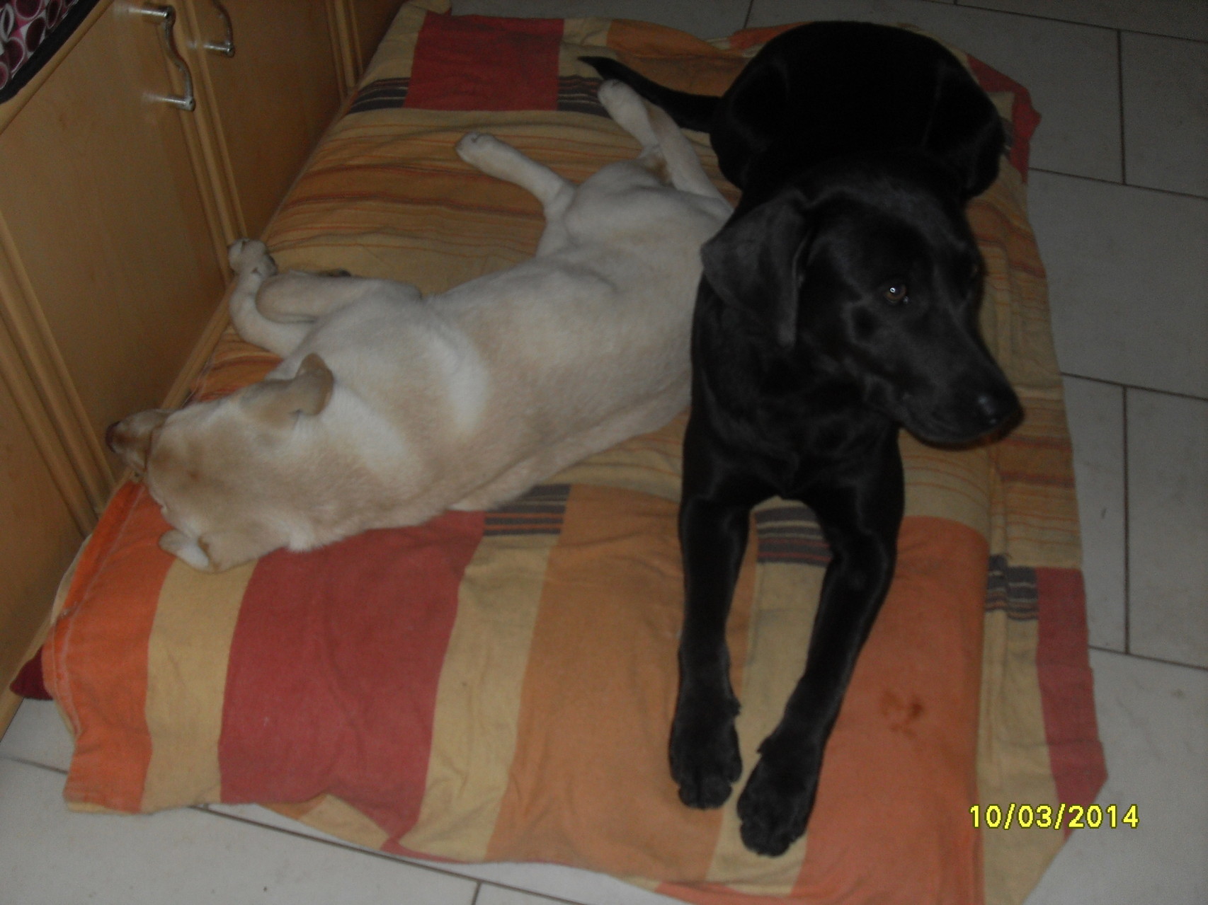 Luna und Baghira