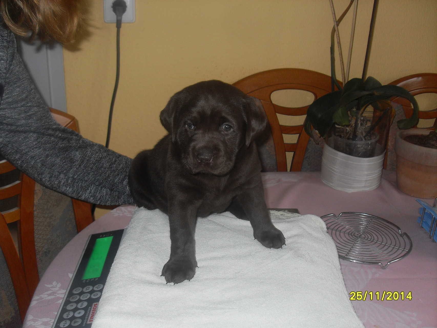 Cadie