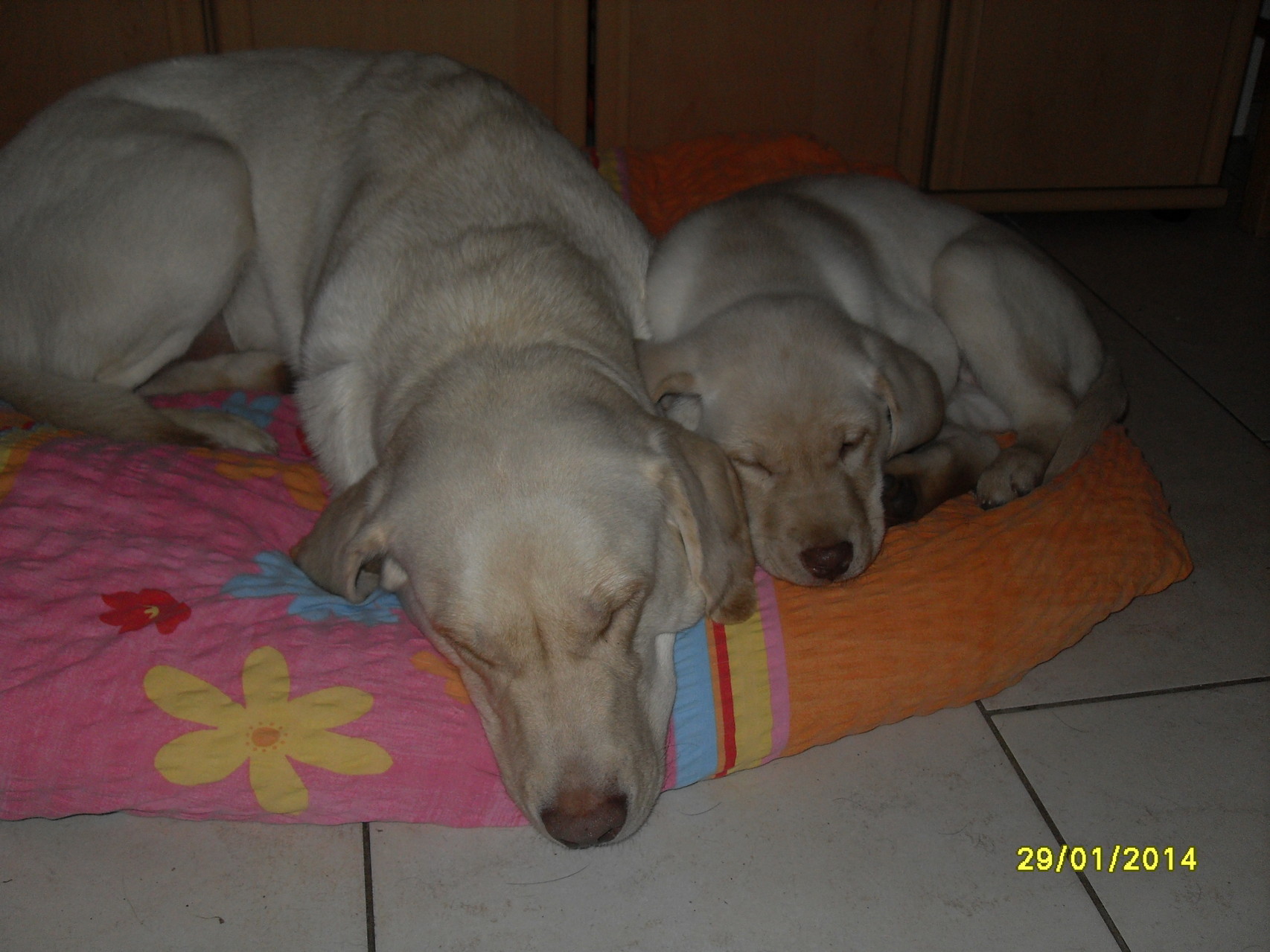 29.1.2014 Jessie und Baghira