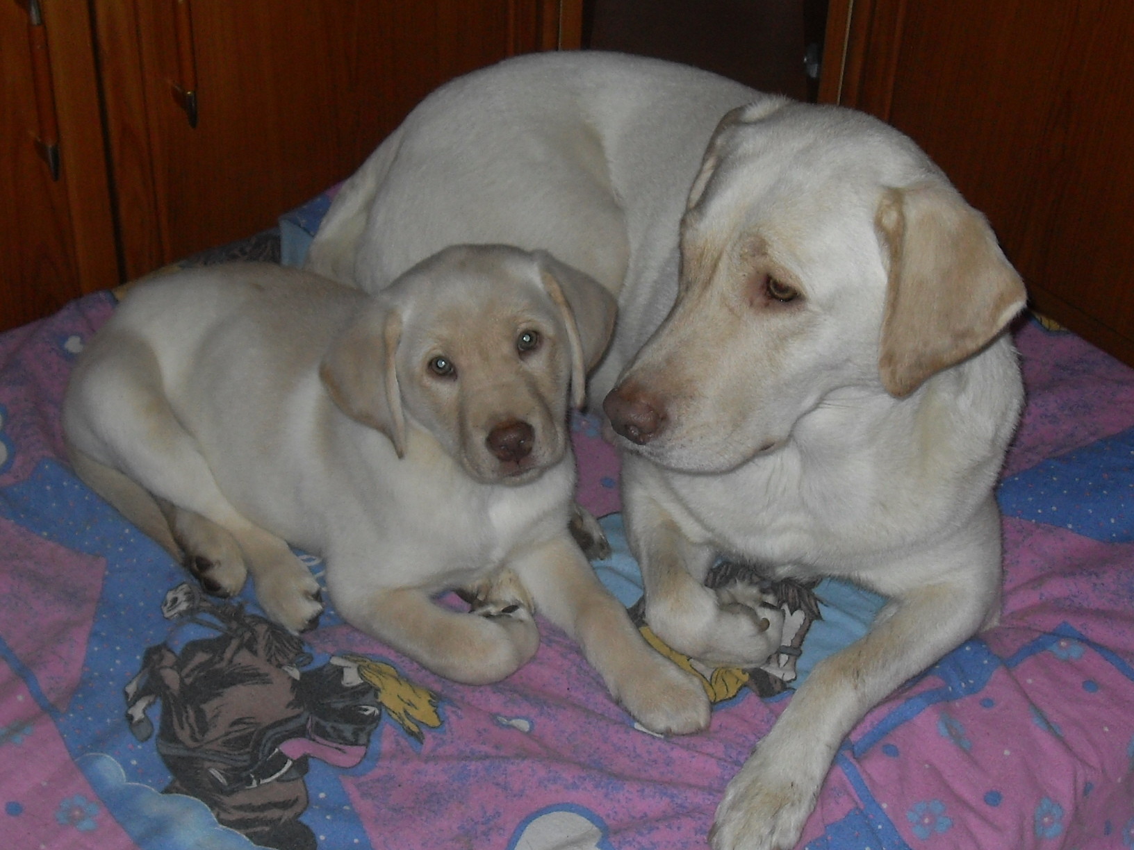 29.1.2014 Jessie und Baghira