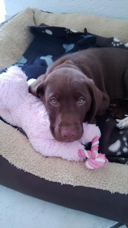 Balu