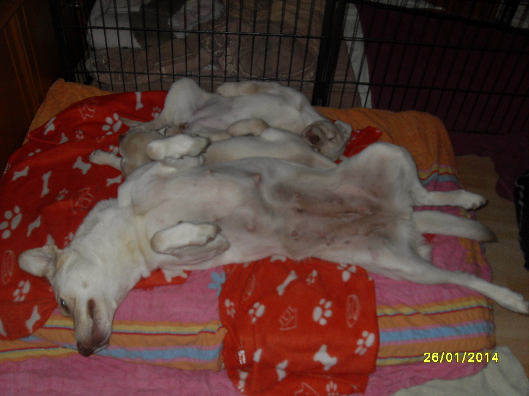 26.1.2014 Jessie mit Bina und Baghira
