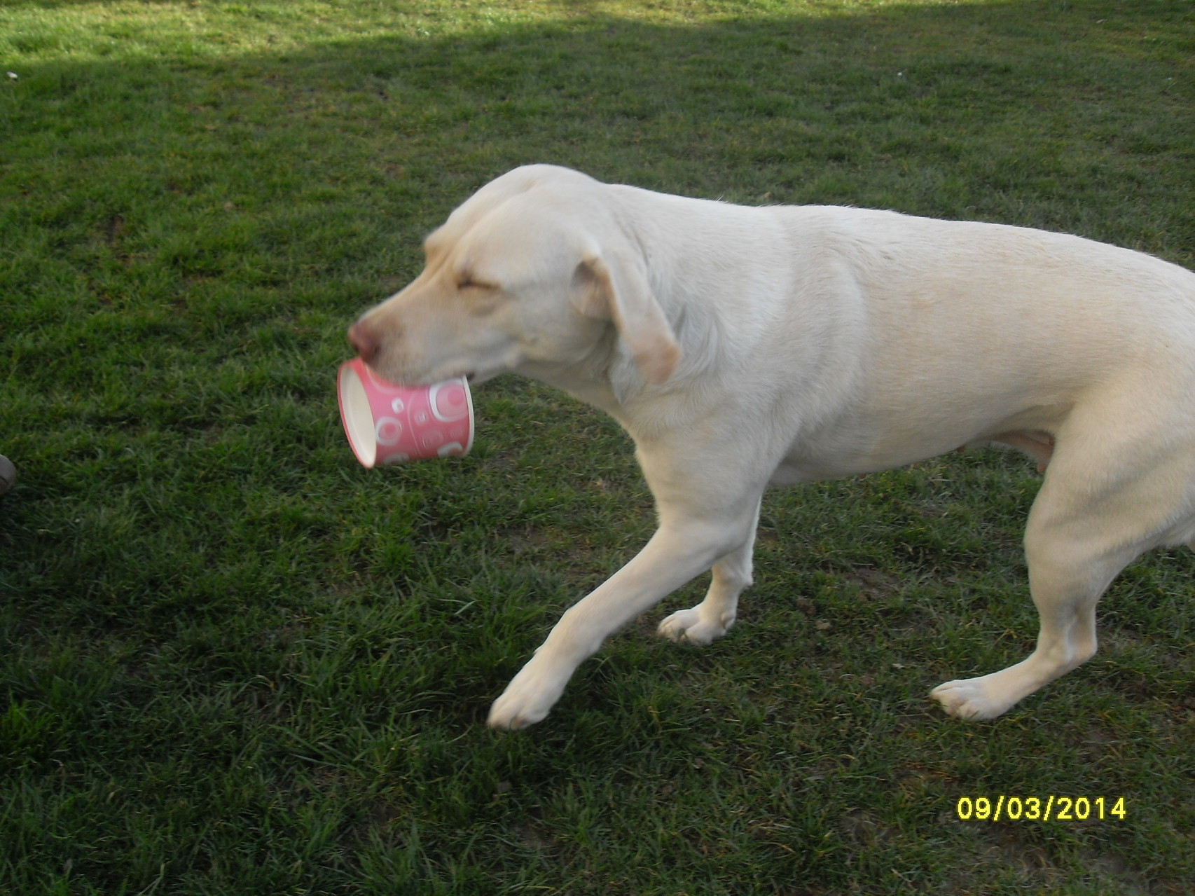 Jessie