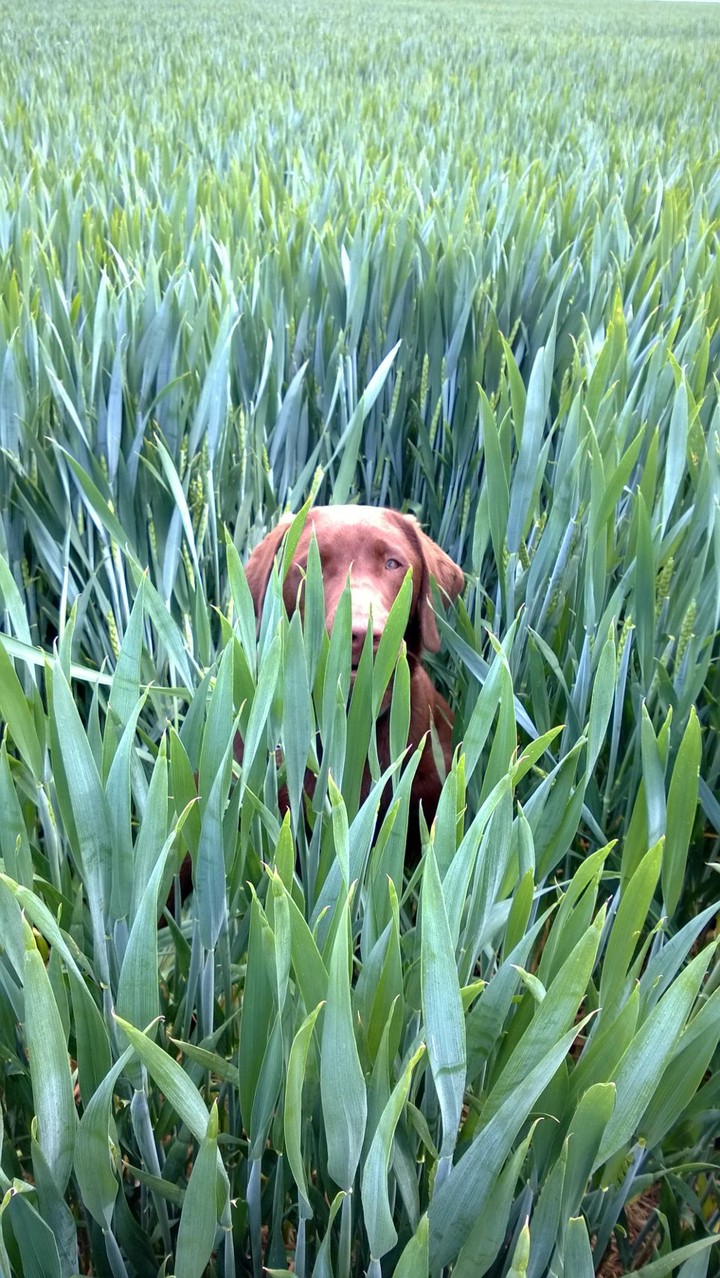 Balu