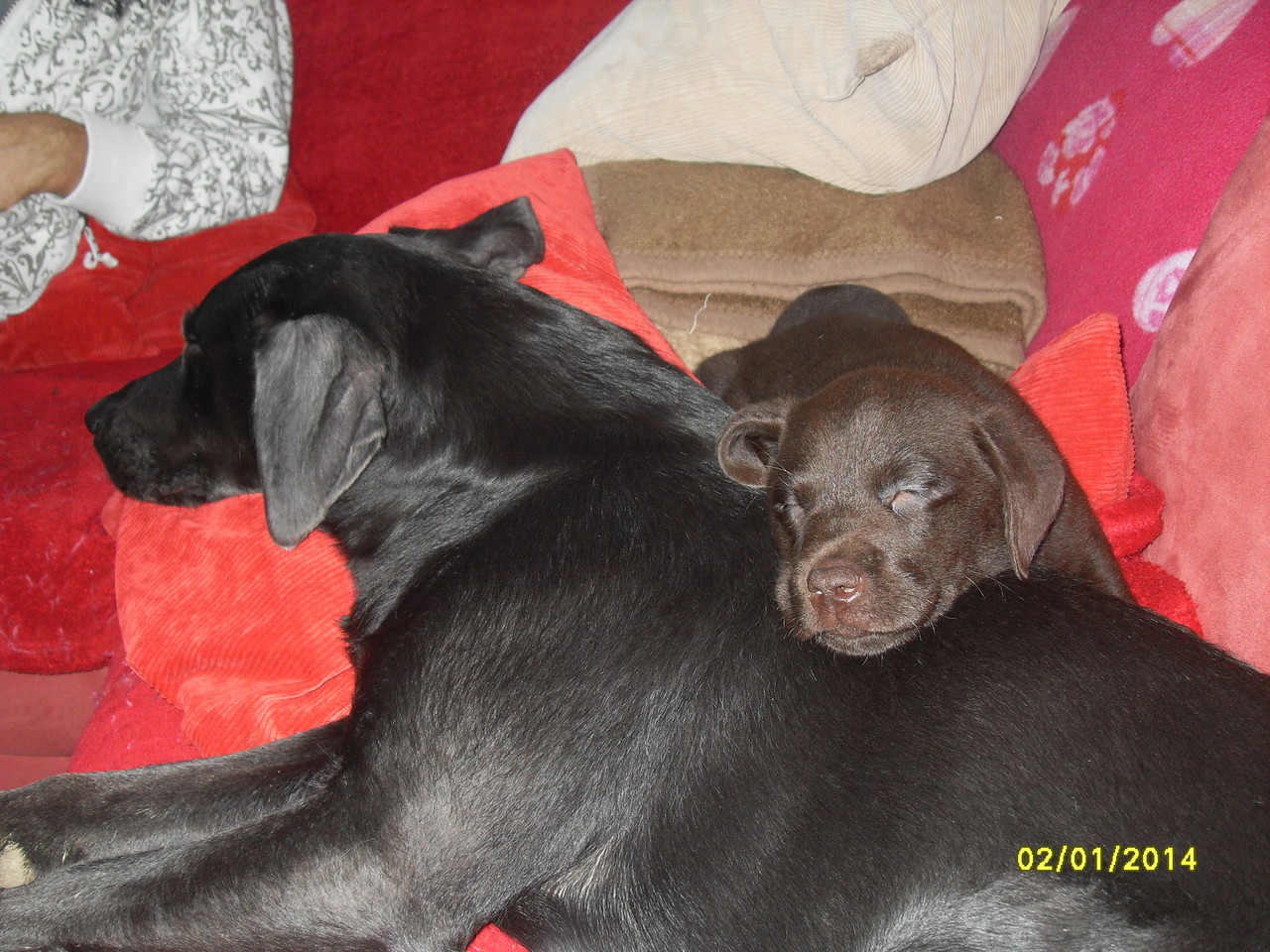 2.1.2014 Luna und Barry