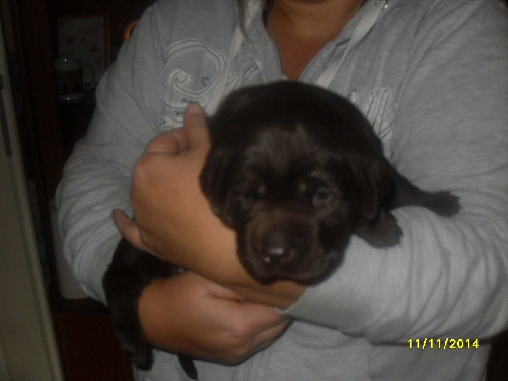 Cadie