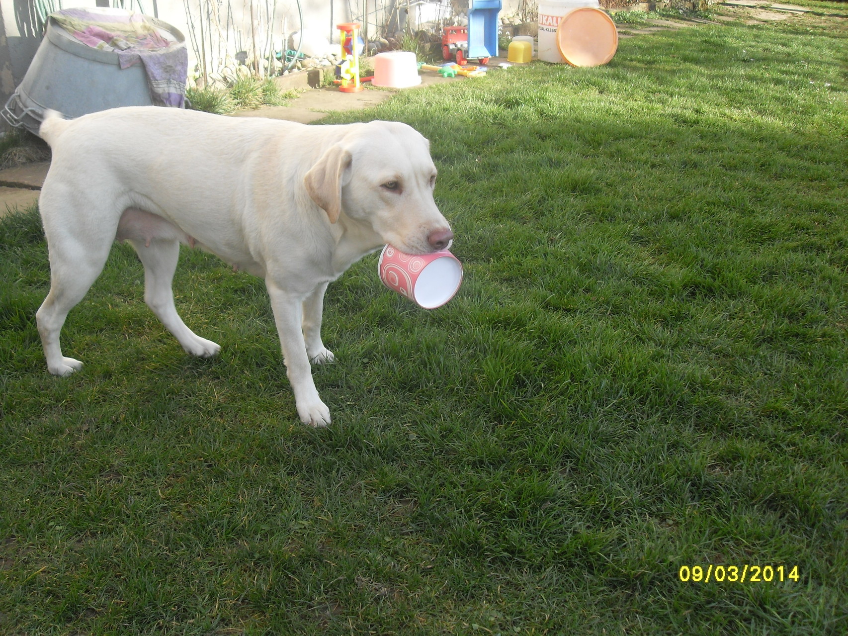 Jessie