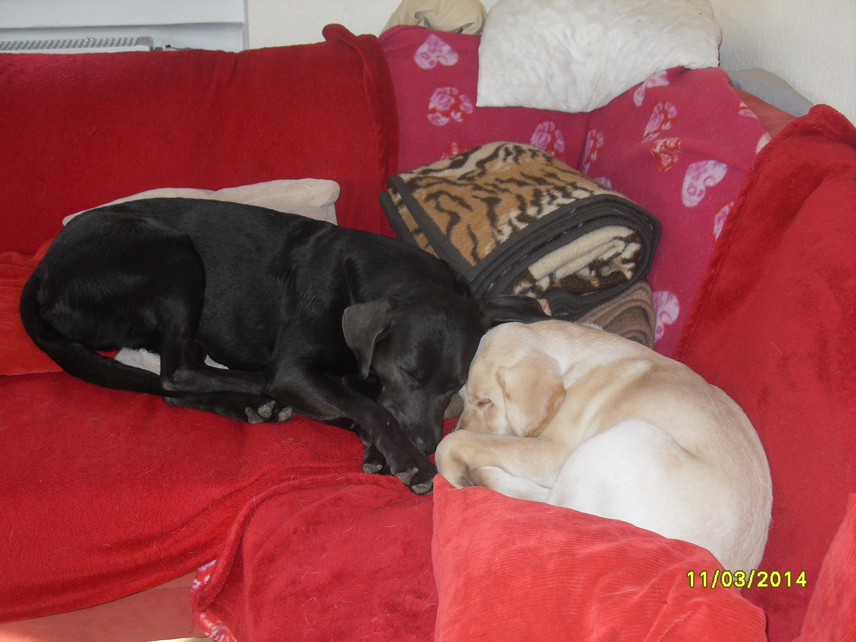 11.3.2014 Luna und Baghira
