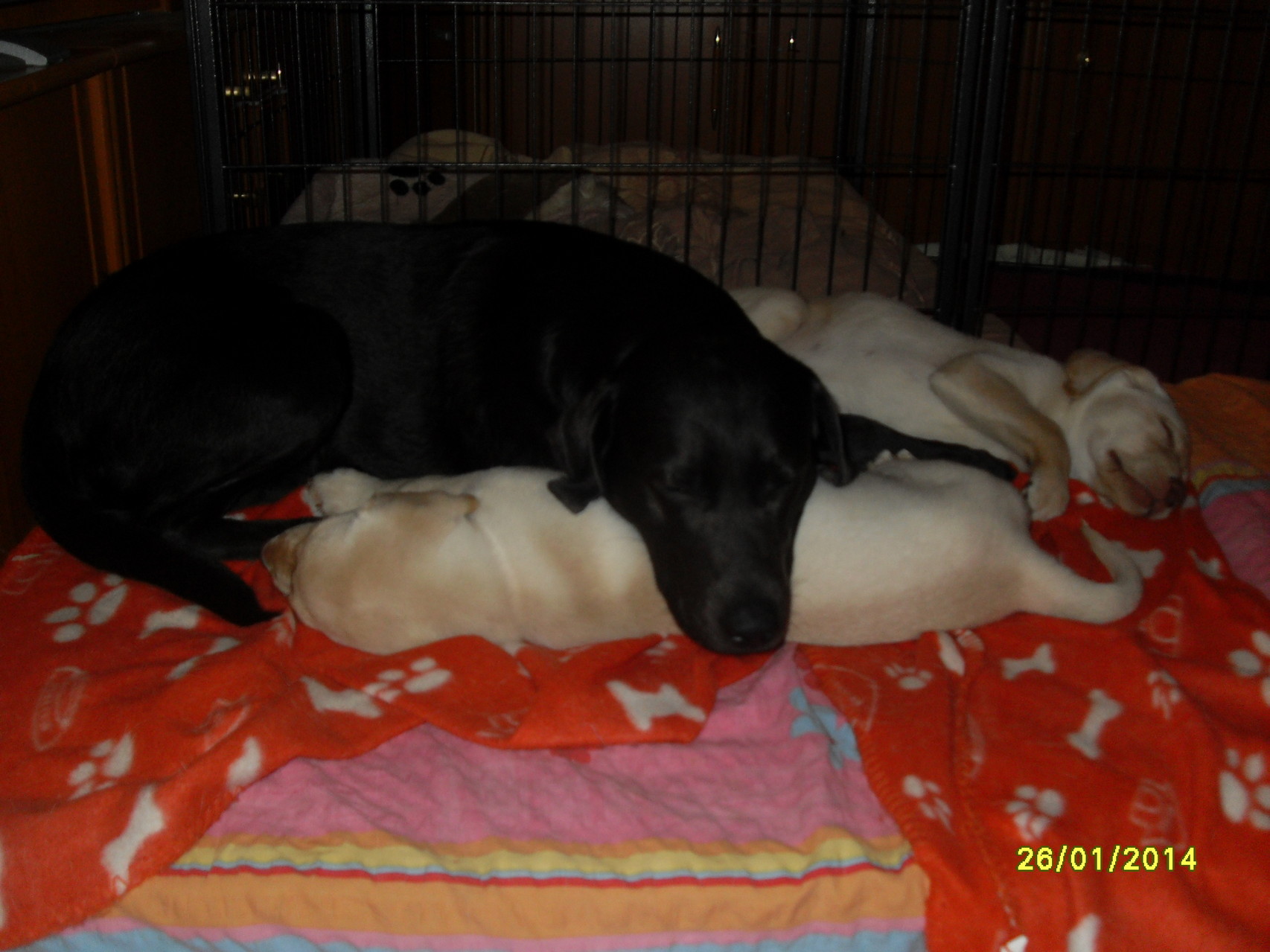 26.1.2014 Luna und Baghira
