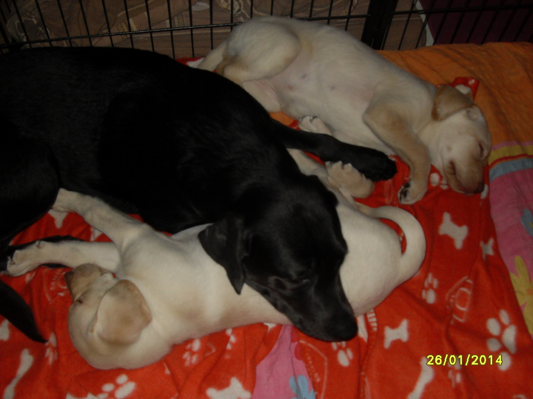 26.1.2014 Luna mit Baghira und Bina