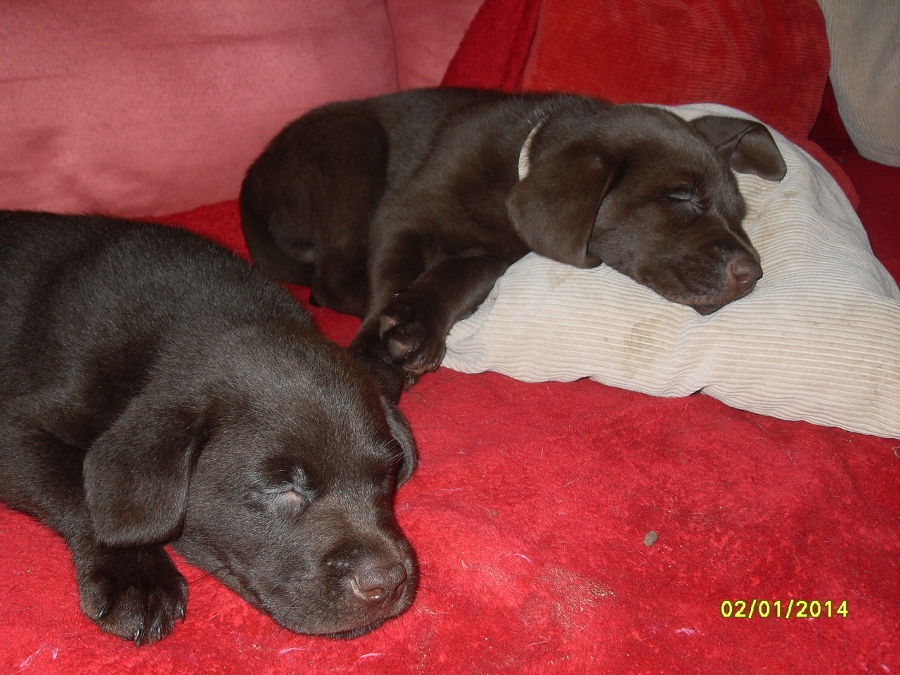 2.1.2014 vorne Barry hinten Balou