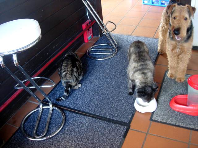 happydogs.ch - Hund und Katze fressen gemeinsam in der Küche