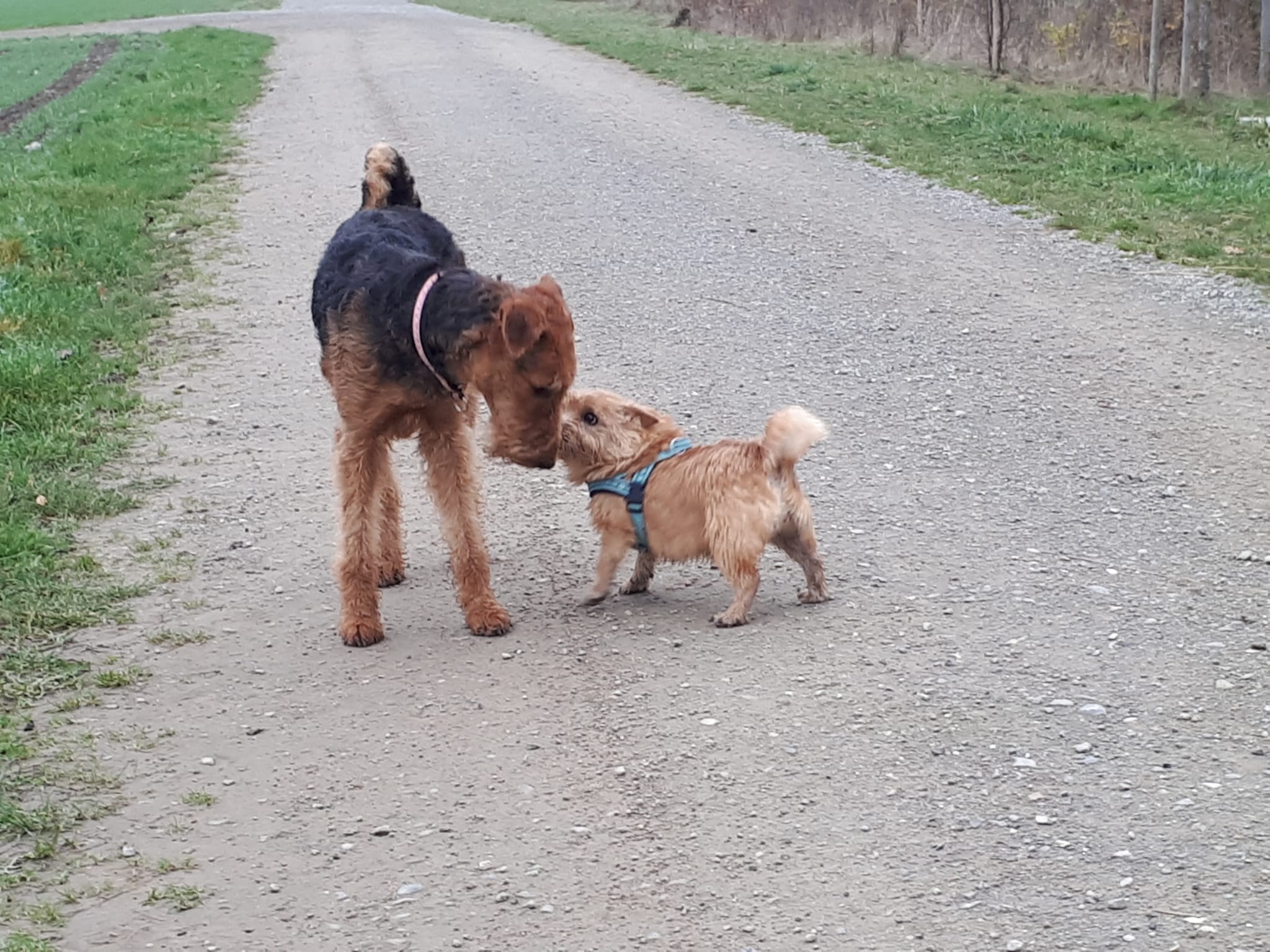 Airedale Terrier, Norwich Terrier