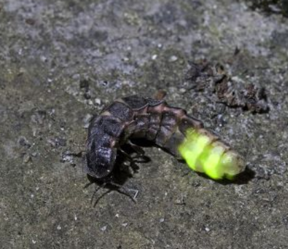 vert luisant à voir dans les nuits au printemps et à l'été lot quercy occitanie