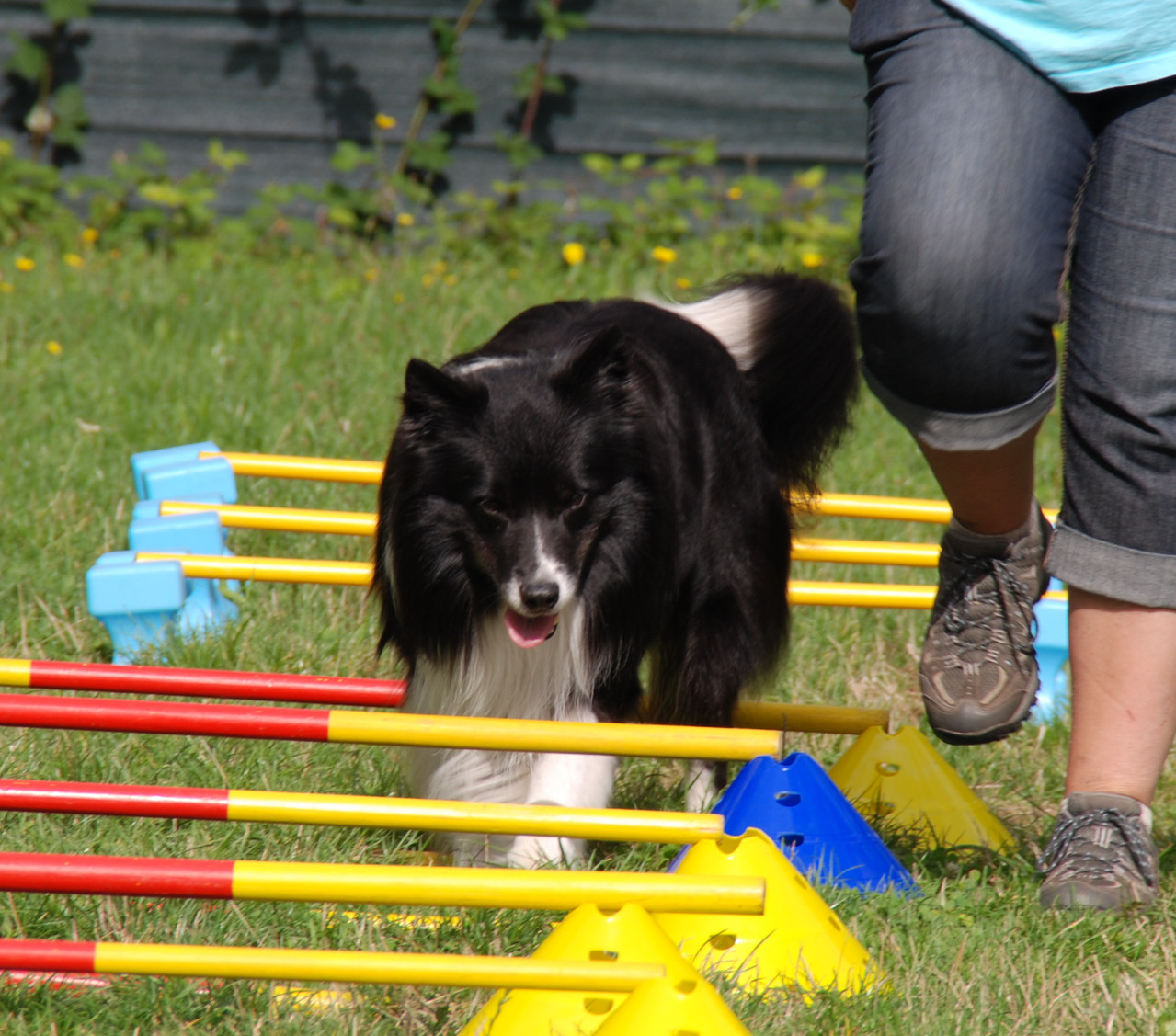 CavalettiTraining Hundeschule Teamwork Individuelles Training für