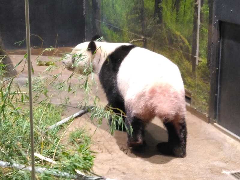さよなら、パンダ。
