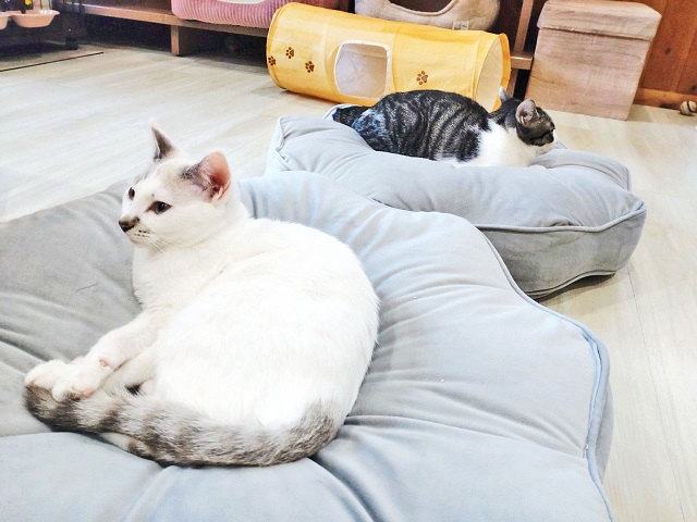 猫の森ページです 譲渡型保護猫カフェ 猫の森 (@neconomoricafe) / X
