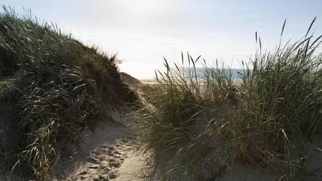 Dünen und Strand in Vrouwenpoldern