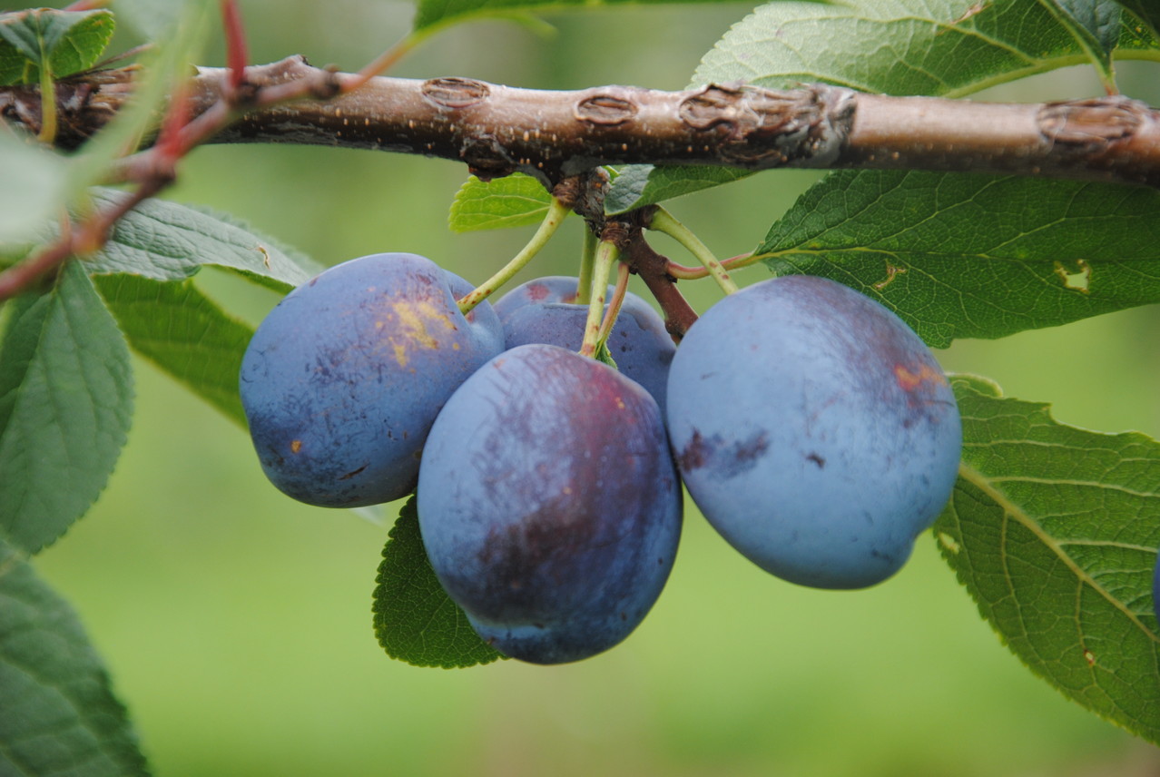 Zwetschgen - reisach-fruechtegarten