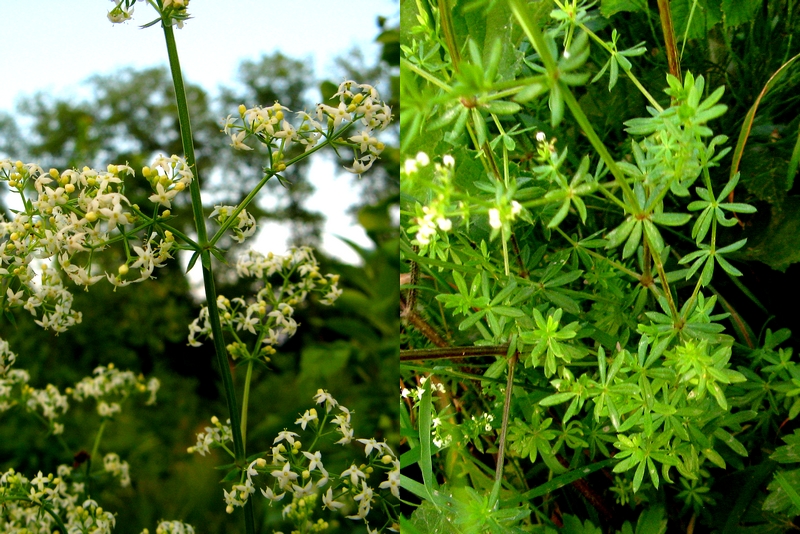 Découvertes des plantes médicinales et comestibles