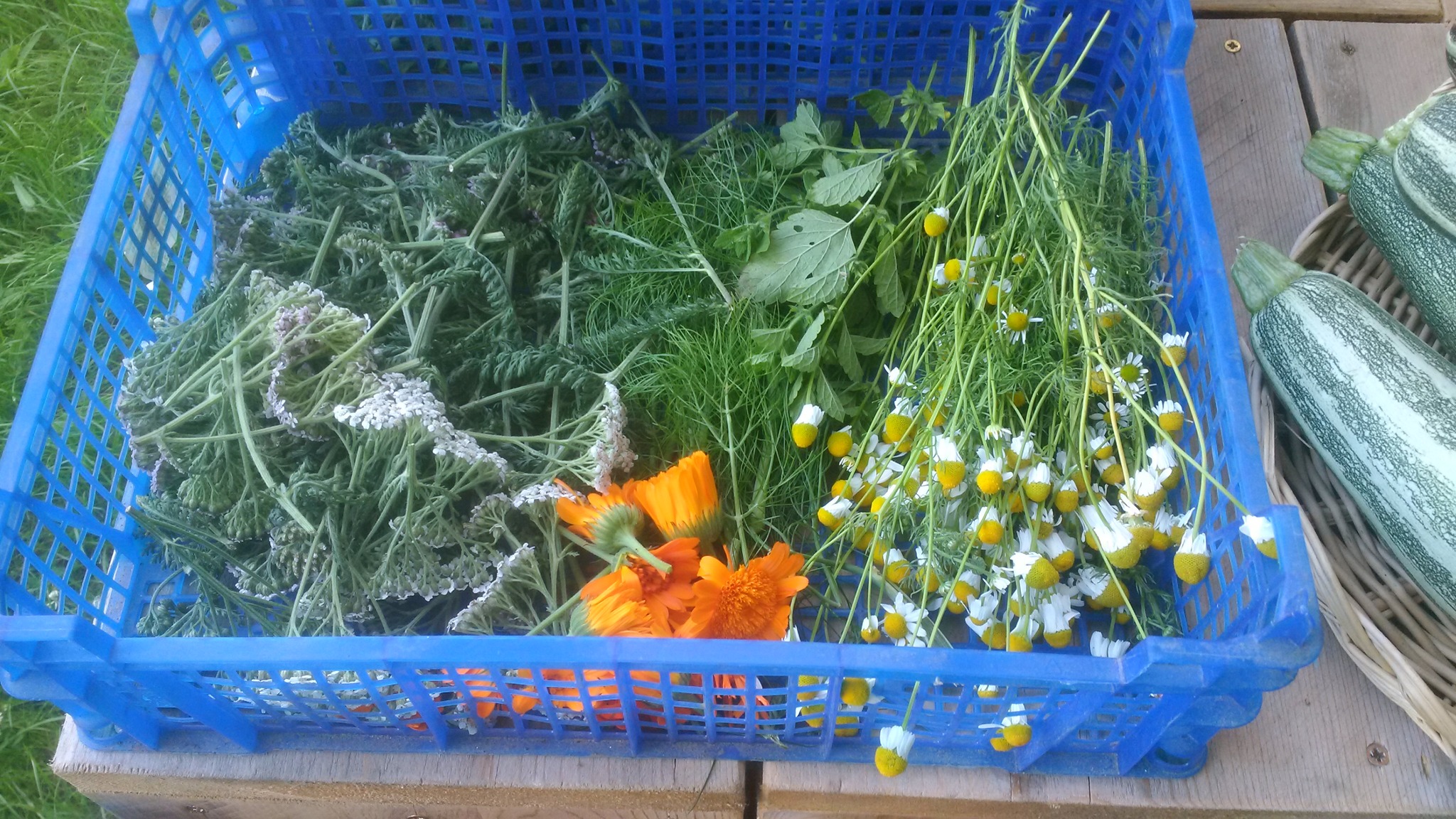 Plantes médicinales