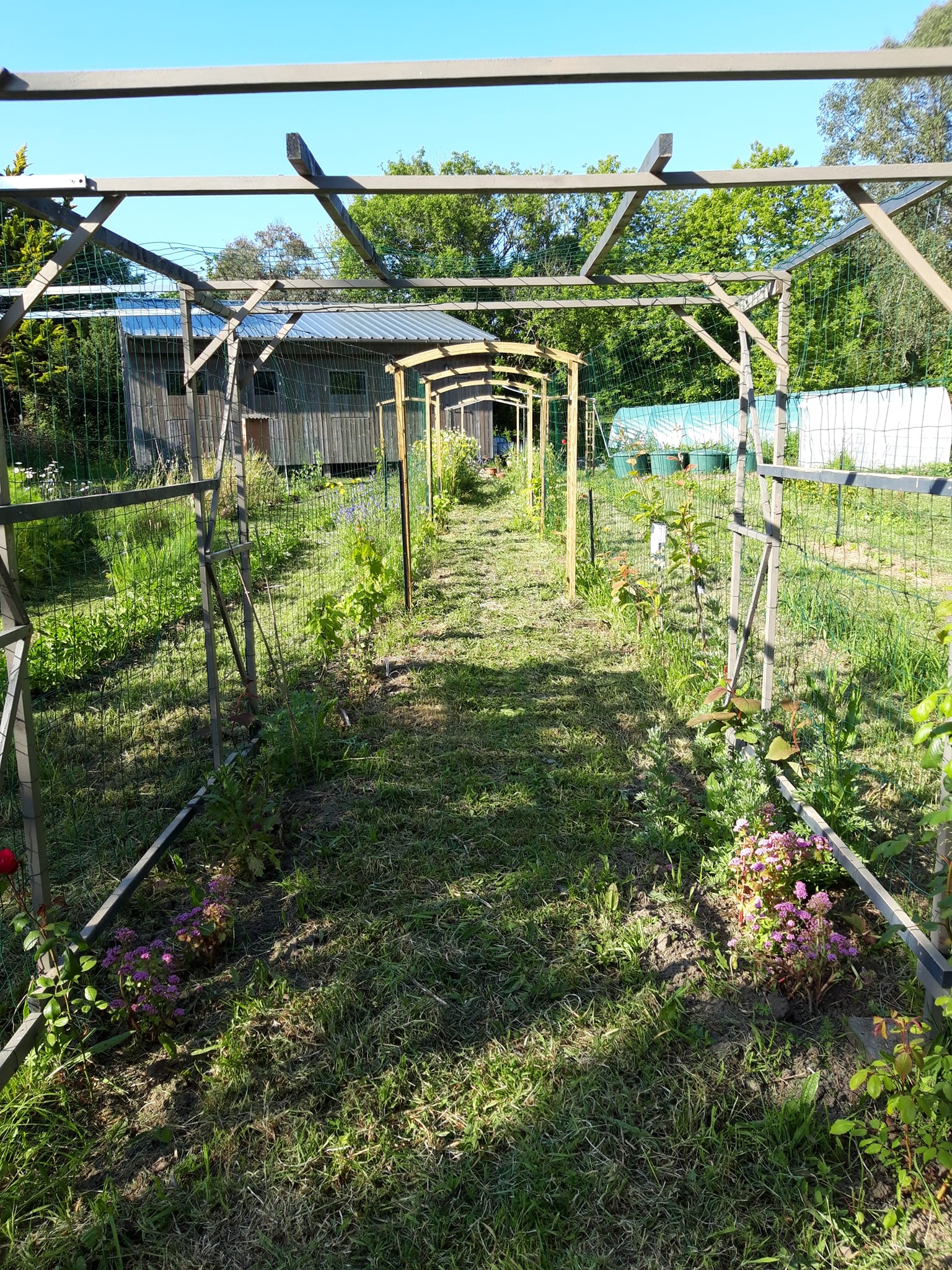 Pergolas et grillage. Couloir de vignes grimpantes, kiwis, glycines et passiflores
