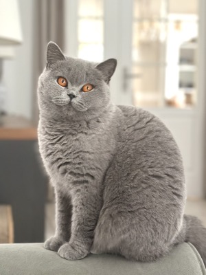 Femelle British Shorthair Bleu