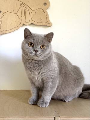 Femelle British Shorthair Lilas Ticked