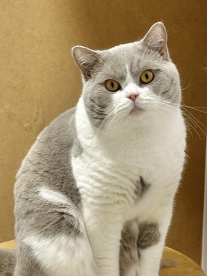 MÂLE BRITISH SHORTHAIR LILAS ET BLANC