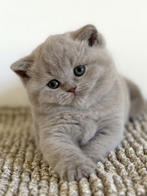 BRITISH SHORTHAIR FEMELLE LILAS