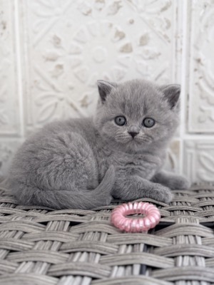 FEMELLE BRITISH SHORTHAIR BLEU