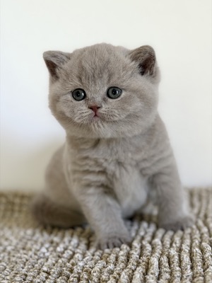BRITISH SHORTHAIR FEMELLE LILAS