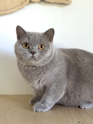 Femelle British Shorthair Lilas Ticked
