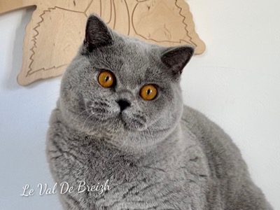 Mâle British Shorthair Bleu
