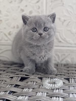 FEMELLE BRITISH SHORTHAIR BLEU