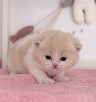 MÂLE BRITISH SHORTHAIR CRÈME ET BLANC