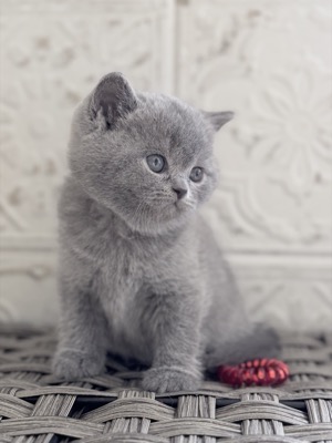  Femelle British Shorthair Bleu