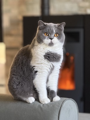FEMELLE BRITISH SHORTHAIR BLEU ET BLANC