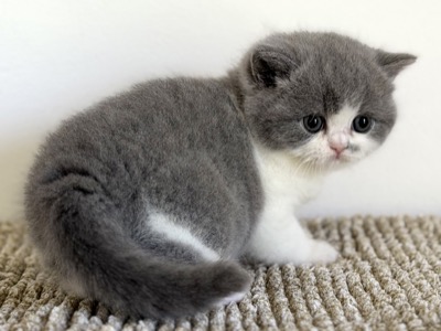 BRITISH SHORTHAIR FEMELLE BLEU ET BLANC
