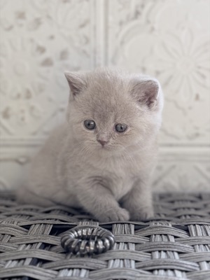 MÂLE BRITISH SHORTHAIR LILAS