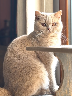 Femelle British Shorthair Crème