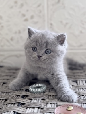  Mâle British Shorthair Bleu