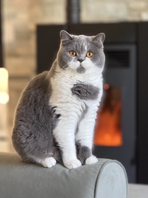FEMELLE BRITISH SHORTHAIR BLEU ET BLANC